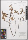 Foto von Salix caesia Vill.